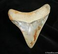 Beautifully Serrated / Inch Megalodon Tooth #1531-2